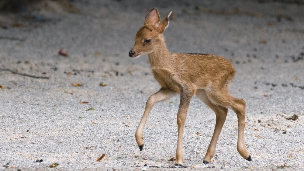 Vzácný jelen lyrorohý patří mezi ohrožený druh. Foto: Petr Hamerník, Zoo Praha 