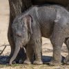 Foto: Petr Hamerník, Zoo Praha