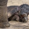 Foto: Petr Hamerník, Zoo Praha