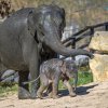 Foto: Petr Hamerník, Zoo Praha