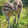 Foto: Petr Hamerník, Zoo Praha