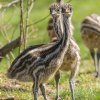 Foto: Petr Hamerník, Zoo Praha