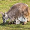 Foto: Petr Hamerník, Zoo Praha