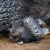 Foto: Petr Hamerník, Zoo Praha