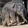 Foto: Petr Hamerník, Zoo Praha