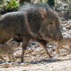 Foto: Petr Hamerník, Zoo Praha