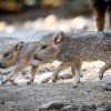 Foto: Petr Hamerník, Zoo Praha