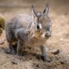 Foto: Petr Hamerník, Zoo Praha