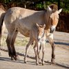 Foto: Miroslav Bobek, Zoo Praha. 