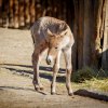 Foto: Miroslav Bobek, Zoo Praha. 