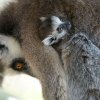 Foto: Petr Hamerník, Zoo Praha