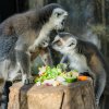 Foto: Petr Hamerník, Zoo Praha