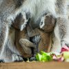 Foto: Petr Hamerník, Zoo Praha