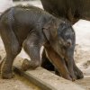 Foto: Petr Hamerník, Zoo Praha