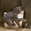 Foto: Petr Hamerník, Zoo Praha