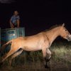 Jako druhá vyběhla z transportní bedny klisna Arvin. Foto: Václav Šilha, Zoo Praha.  