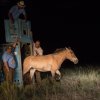 Klisnu Funny  vypouštěl z transportní bedny v Tachin usu  ředitel Zoo Praha Miroslav Bobek. Foto: Václav Šilha, Zoo Praha 