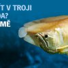 Arowana dvojvousá