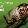 Ovíječ filipínský