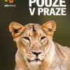 cl - vzacni_lvi_pouze_v_praze_lvice