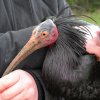 Poslední uprchlík, „Zličínský přízrak“, a jeho odchyt.  Foto Miroslav Bobek, Zoo Praha