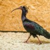 Poslední navrátilec v zázemí. Foto Petr Hamerník, Zoo Praha
