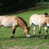 Dolní Dobřejov, vlevo Primula a vpravo Querida. Foto: Zoo Praha