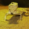 Secret Toadhead Agama, called Tamerlán, (c) Prague Zoo