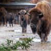 Bison, (c) Prague Zoo