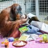 Pagy oslavil ve čtvrtek své 14. narozeniny ještě v Bratislavě. Od pátku je již opět v Indonéské džungli Zoo Praha. Foto Zoo Bratislava