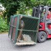 Ještě pár metrů a Pagy po pěti hodinách opustí přepravní box, ve kterém absolvoval cestu ze Slovenska. Foto Petr Hamerník, Zoo Praha