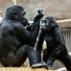Gorilla young Kiburi and Nuru, (c) Prague Zoo