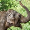 Gulab, foto: Tomáš Adamec, Zoo Praha