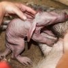 Baby aardvark on the day of his birth. Jindra Kotrbáčková is trying to encourage him to nurse from Kvída, but unfortunately to no avail. Photo by Miroslav Bobek, Prague Zoo