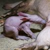 Úsilí chovatelů bylo korunováno úspěchem, mládě se naučilo mléko sát od matky. Při krmení malý hrabáč spokojeně přivírá oči. Foto: Petr Hamerník, Zoo Praha