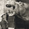 Hroch Petr krátce po příchodu do Zoo Praha se svým ošetřovatelem Bohumilem Krinertem.