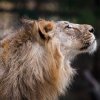 Jamvan. Pro naši zoo byli vybráni mladí a nepříbuzní jedinci, kteří měli plodné rodiče. Foto: Miroslav Bobek, Zoo Praha