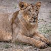 Gini. Všichni tři lvi určení do Prahy se narodili v Zoo Sakkarbaug. Na jaře jim budou tři roky. Foto: Miroslav Bobek, Zoo Praha