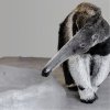 Giant Anteater Hannibal, (c) Prague Zoo