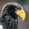 Steller's Sea-eagles, (c) Prague Zoo