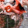 Plameňák kubánský „FHF“, foto Petr Hamerník, Zoo Praha
