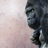 Lowland Gorilla, Richard, the male, (c) Prague Zoo