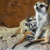 Meerkats, (c) Prague Zoo