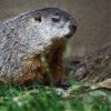 Woodchuck, (c) Prague Zoo