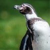 Penguins, (c) Prague Zoo