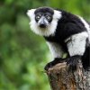 White-belted Black-and-white Ruffed Lemur called Mandrak, (c) Prague Zoo