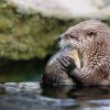 North American River Otter Sanny, (c) Prague Zoo