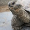 Galápagos Giant Tortoise Eberhard, (c) Prague Zoo