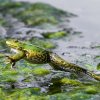 Skokan skřehotavý. Foto Petr Hamerník, Zoo Praha