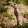 Sysel obecný. Foto Pavel Brandl, Zoo Praha